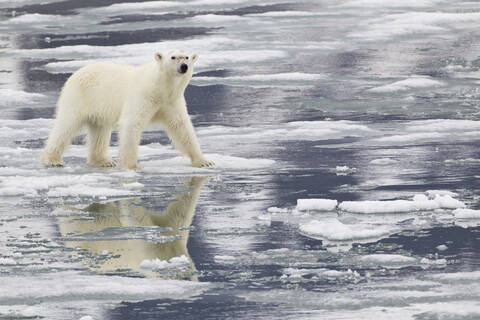 Europa, Norwegen, Svalbard, Eisbär auf dem Eis, lizenzfreies Stockfoto