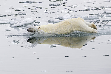 Europa, Norwegen, Svalbard, Eisbär schwimmt im Wasser - FOF003602