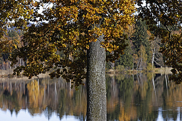 Scenic view of serene lake surrounded by beautiful birch trees in Upper Bavaria, Germany - TCF001949