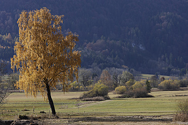 Idyllische Baumlandschaft in Oberbayern, Deutschland - TCF001953