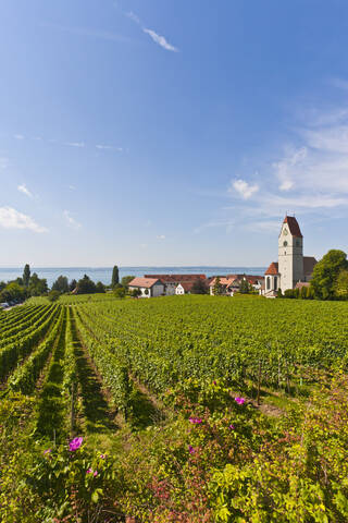Blick auf die üppigen Weinberge in Hagnau, Baden-Württemberg, Deutschland, lizenzfreies Stockfoto