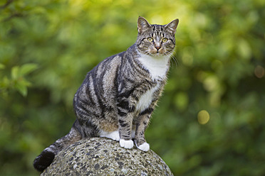 Eine Katze genießt die Aussicht, während sie auf einem Stein in Deutschland sitzt - FOF003612