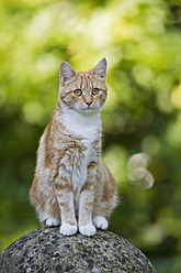 Eine rothaarige Katze in Deutschland hockt auf einem Stein und betrachtet ihre Umgebung mit königlicher Miene - FOF003613