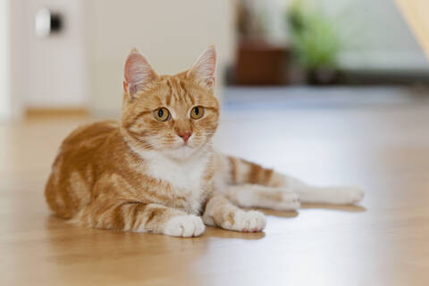 A cute cat sitting on a wooden floor in Germany, looking relaxed and content stock photo