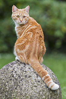 Eine rothaarige Katze in Deutschland hockt auf einem Stein und schaut neugierig in die Runde - FOF003615