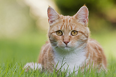 Eine rothaarige Katze genießt die Ruhe auf einer Wiese in Deutschland - FOF003616