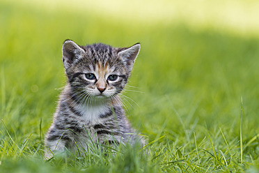 A cute kitten enjoys the beauty of a meadow in Germany, captured in a close-up shot - FOF003617