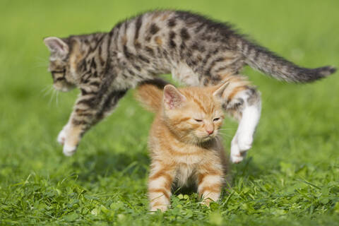 Nahaufnahme von entzückenden Kätzchen, die auf einer schönen Wiese in Deutschland spielen, lizenzfreies Stockfoto