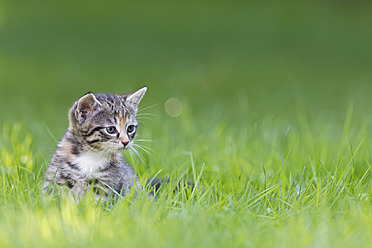 Close-up of a kitten sitting in a meadow in Germany - FOF003622