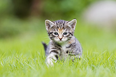 Close-up of a kitten in a meadow in Germany - FOF003626