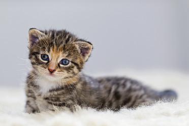 A cute little kitten is seen resting on a soft fur in Germany, captured in a close-up shot - FOF003630