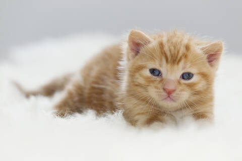 Nahaufnahme eines süßen Kätzchens, das auf einem Fell liegt, in Deutschland, lizenzfreies Stockfoto