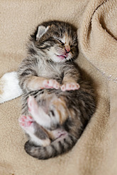 Close-up of a newborn kitten sleeping on a cozy blanket in Germany - FOF003636