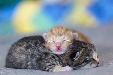 Cat and kitten. stock photo. Image of kitten, miles - 123068288