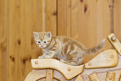 Nahaufnahme eines niedlichen Kätzchens, das auf einem Holzmotorrad in Deutschland sitzt - FOF003642