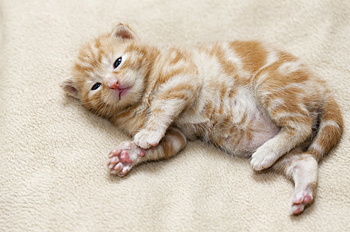 Nahaufnahme eines ingwerfarbenen Kätzchens, das auf einer kuscheligen Decke in Deutschland ruht - FOF003643