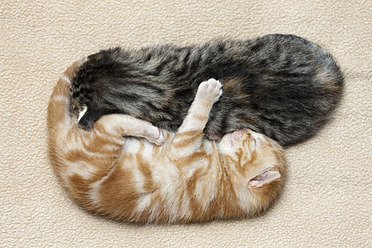 Nahaufnahme von ingwerfarbenen Kätzchen, die auf einer kuscheligen Decke in Deutschland schlafen - FOF003644