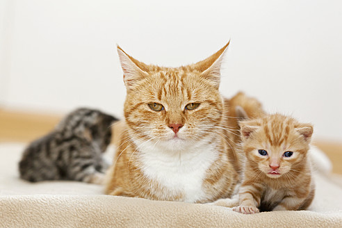 Nahaufnahme einer Katze und ihrer Kätzchen, die auf einer gemütlichen Decke in Deutschland kuscheln - FOF003645