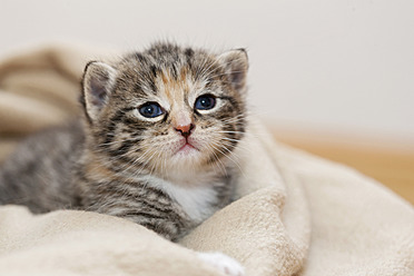 Close-up of a cute kitten sitting comfortably in a cozy blanket in Germany - FOF003646