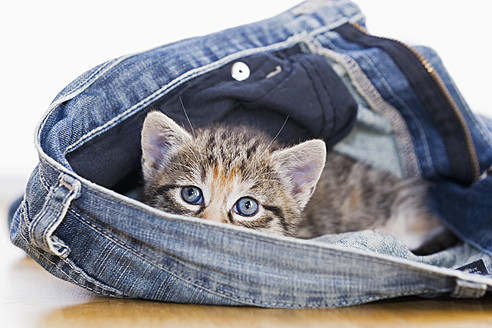 Nahaufnahme eines süßen Kätzchens in einer Jeans in Deutschland - FOF003649