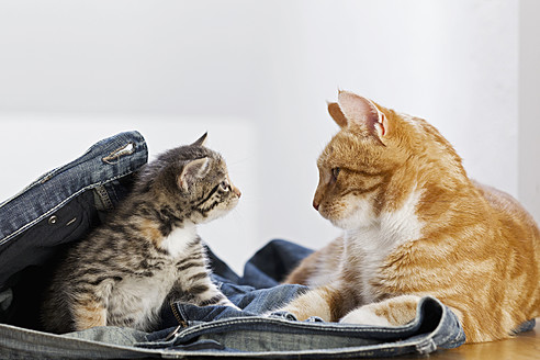 Ein süßes Katzen- und Kätzchenduo entspannt sich auf einer Jeans in Deutschland - FOF003650