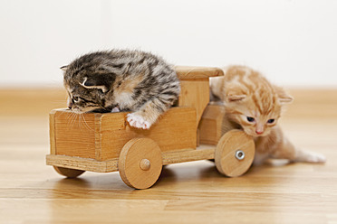 Nahaufnahme von süßen Kätzchen, die auf einem Holzspielzeug in Deutschland sitzen - FOF003654