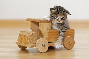 Nahaufnahme eines Kätzchens, das auf einem Holzspielzeug sitzt, in Deutschland - FOF003656