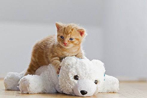 Ein süßes Kätzchen sitzt auf einem Eisbären in Deutschland und zeigt eine unwahrscheinliche, aber liebenswerte Freundschaft - FOF003659