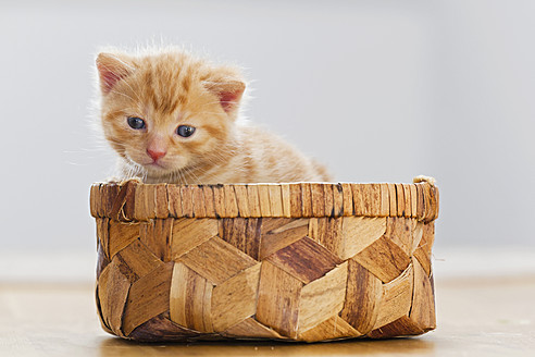 Nahaufnahme eines niedlichen Kätzchens, das in einer Schachtel in Deutschland sitzt - FOF003661