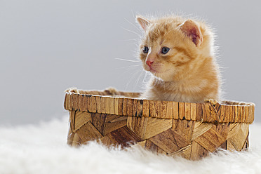 Nahaufnahme eines Kätzchens, das in einer Schachtel in Deutschland sitzt - FOF003662