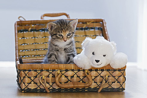 Nahaufnahme eines Kätzchens in einer Schachtel, das mit einem Stofftier kuschelt, in Deutschland - FOF003663