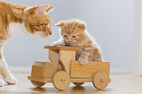 Eine neugierige Katze betrachtet ein kleines Kätzchen, das auf einem Holzspielzeug in Deutschland hockt - FOF003665