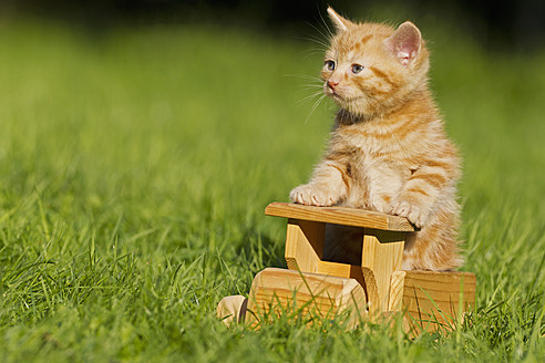 Nahaufnahme eines rothaarigen Kätzchens, das auf einem Holzspielzeug in Deutschland sitzt - FOF003675