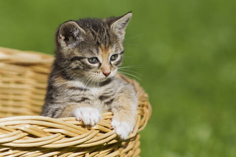 Ein süßes kleines Kätzchen, das gemütlich in einem Korb sitzt, aufgenommen in einer Nahaufnahme in Deutschland, lizenzfreies Stockfoto