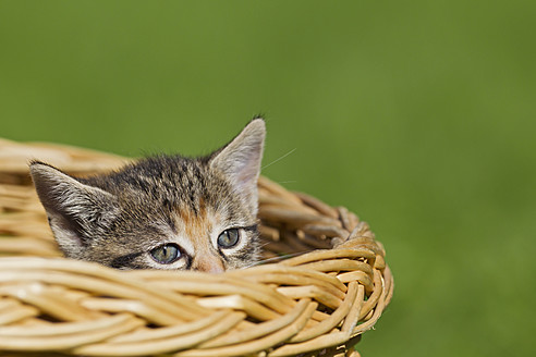 Ein süßes Kätzchen, das in einem Korb sitzt, ganz nah und persönlich, in Deutschland - FOF003678