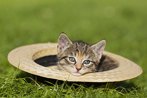 Nahaufnahme eines in einem Hut sitzenden Kätzchens in Deutschland - FOF003681