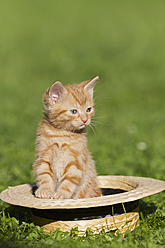 Nahaufnahme eines in einem Hut sitzenden Kätzchens in Deutschland - FOF003683