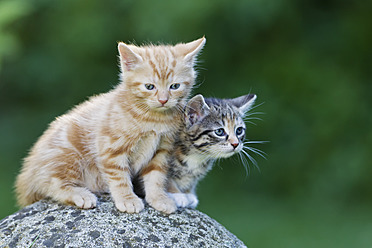 Nahaufnahme von niedlichen Kätzchen, die auf einem Stein in Deutschland sitzen - FOF003689