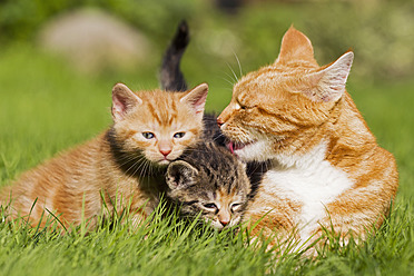 Eine Katzenmutter und ihre Kätzchen genießen die sonnige Wiese in Deutschland - FOF003713
