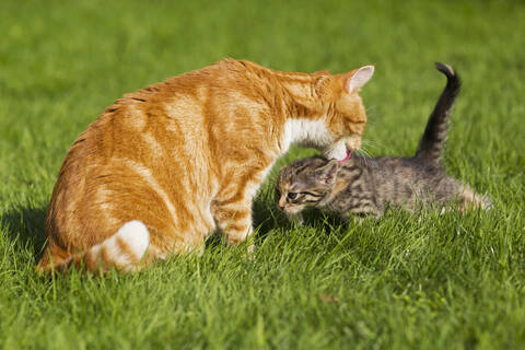 Eine Katzenmutter pflegt ihr Kätzchen liebevoll auf einer saftigen Wiese in Deutschland, lizenzfreies Stockfoto