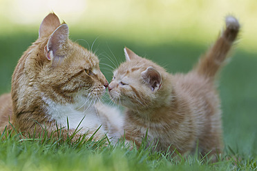 Eine Katzenmutter und ihr Kätzchen genießen einen friedlichen Moment auf einer schönen Wiese in Deutschland - FOF003716