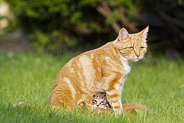 Eine Katzenmutter und ihre Kätzchen genießen die sonnige Wiese in Deutschland - FOF003717