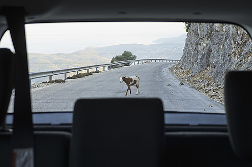 Landschaftliche Fahrt durch Ithaka, Griechenland, mit einer neugierigen Ziege, die die Straße überquert, aus dem Auto heraus gesehen - MUF001143