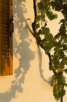 Nahaufnahme eines Weinstocks mit einem Fenster im Hintergrund auf der schönen ionischen Insel Ithaka, Griechenland - MUF001149