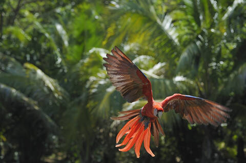 Ein Scharlachara-Papagei fliegt in Roatan, einer der Bay Islands in Honduras, in Lateinamerika, lizenzfreies Stockfoto