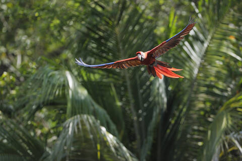 Ein lebhafter Scharlachara-Papagei fliegt über die atemberaubenden Bay Islands von Roatan in Honduras, Lateinamerika, lizenzfreies Stockfoto