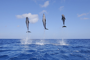 Ein Großer Tümmler springt aus dem kristallklaren Wasser des Karibischen Meeres in der Nähe von Roatan, Bay Islands, Honduras in Lateinamerika - RUEF000723