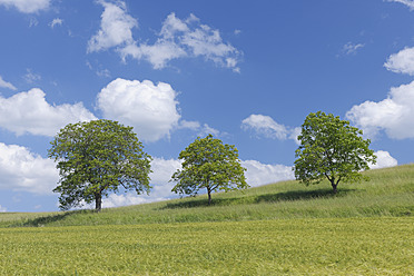 Blick auf Bäume in einer malerischen Wiese in Franken, Bayern, Deutschland - RUEF000731