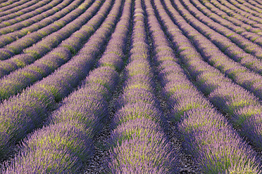 Blick auf ein wunderschönes Lavendelfeld in Valensole, das in der Region Plateau de Valensole im Mittelmeerraum in Frankreich liegt - RUEF000738