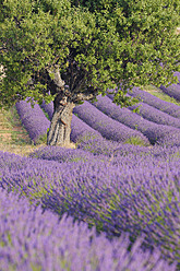 Atemberaubender Blick auf ein Lavendelfeld in Valensole, das in der mediterranen Region des französischen Plateau de Valensole liegt - RUEF000744